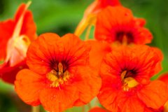 st pancras and islington cemetery (11)  Nasturtium : david, morris, dtmphotography